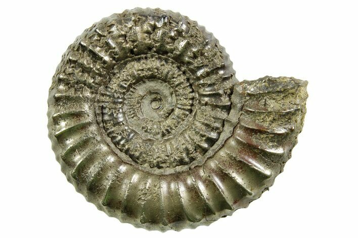 Pyritized Jurassic Ammonite (Arieticeras) Fossil - France #367653